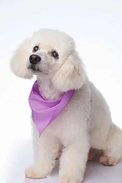 Cute healthy white poodle dog — Stock Photo, Image