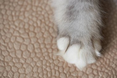 Bir kabarık kedi pençe