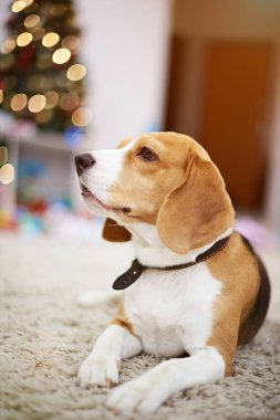 Beagle köpek Noel dekorasyon zemin üzerine