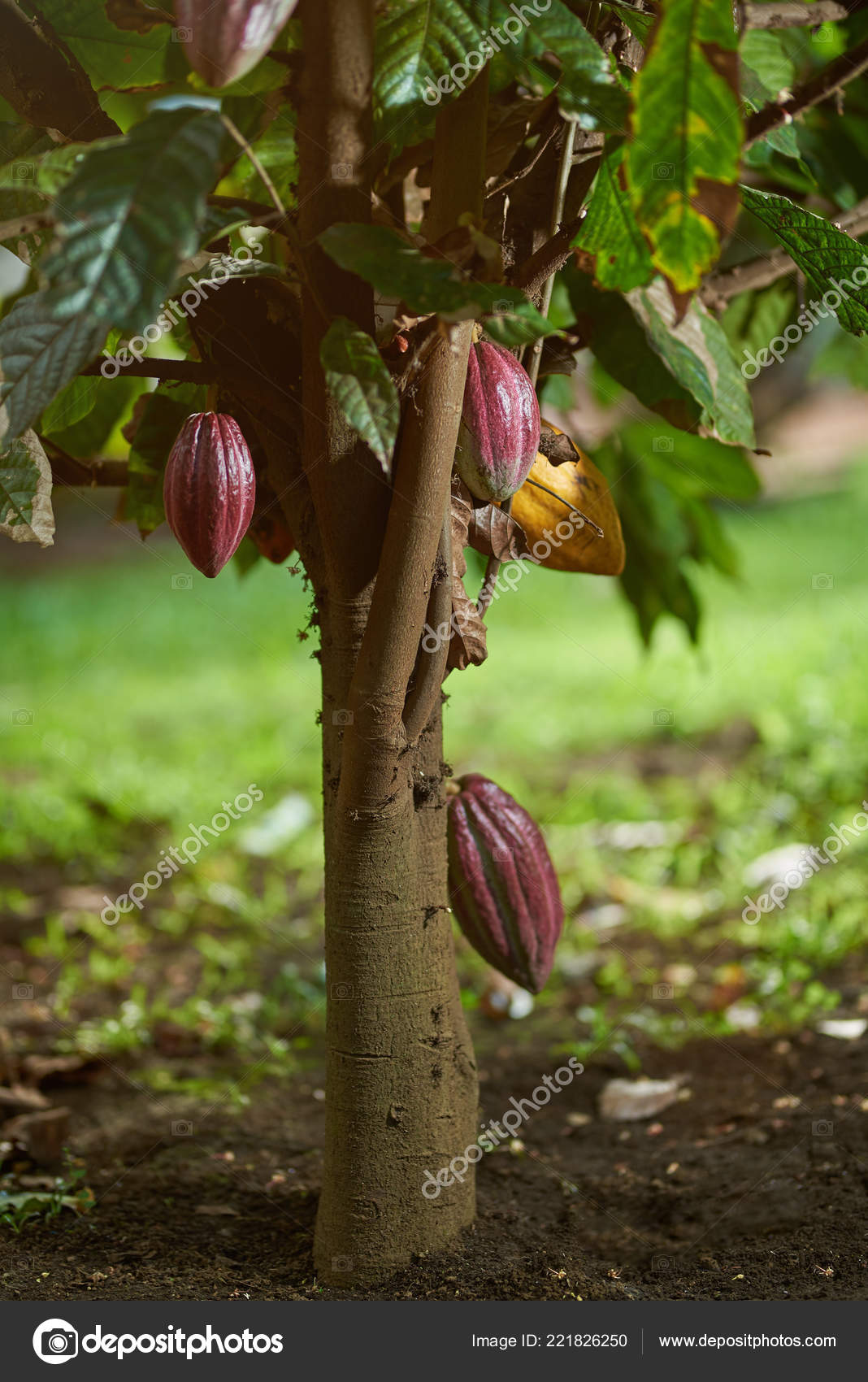 cacao tree plant stock photo©dimarik 221826250