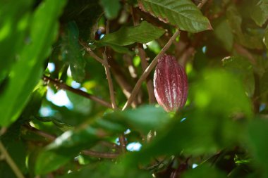 Bir kırmızı kakao pod