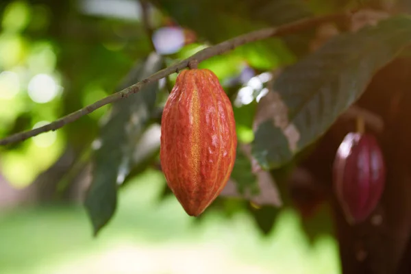 Harvesting cacao pods theme — Stock Photo, Image