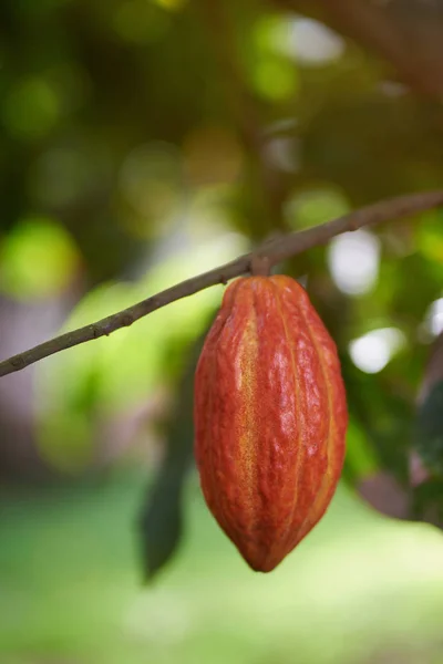 Orangefarbene Kakaoschote — Stockfoto