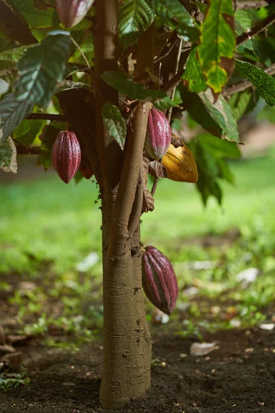 Растение какао — стоковое фото