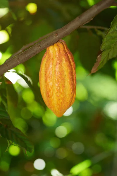 Cacau amarelo pod — Fotografia de Stock