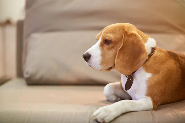 Beagle perro viven en apartamento — Foto de Stock