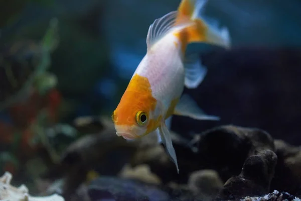 Egy aranyhal akvárium — Stock Fotó