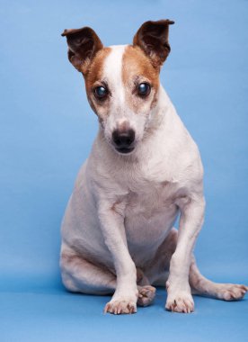 Şirin bir jack russell terrier