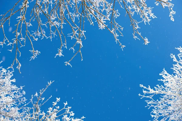 木から降る雪 — ストック写真