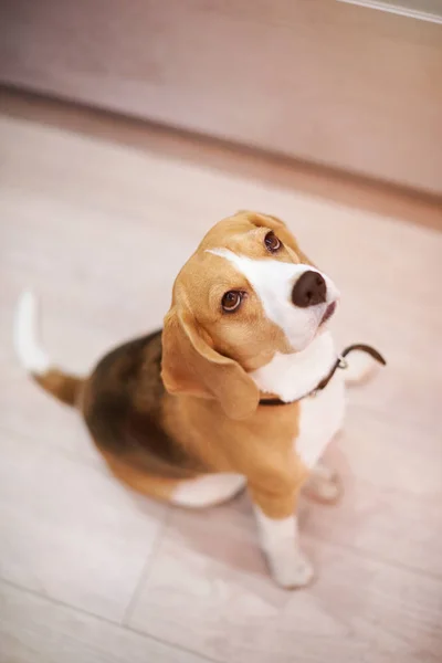 Beagle perro sentado en el suelo de madera — Foto de Stock