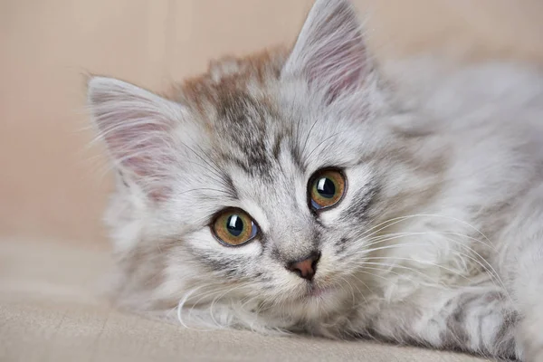 Retrato de gato juguetón — Foto de Stock