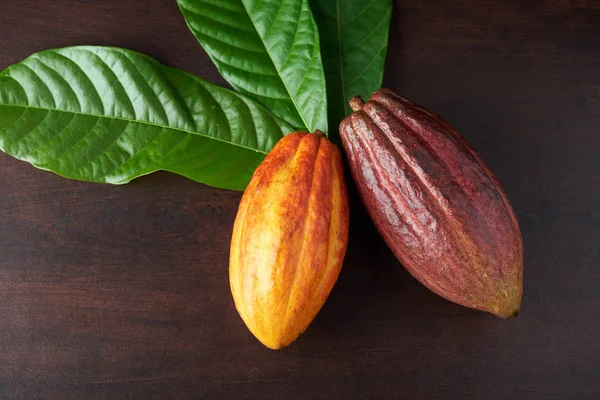 Какао-стручки с урожая — стоковое фото