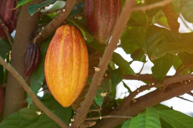 Kakao çikolata sarı yastık