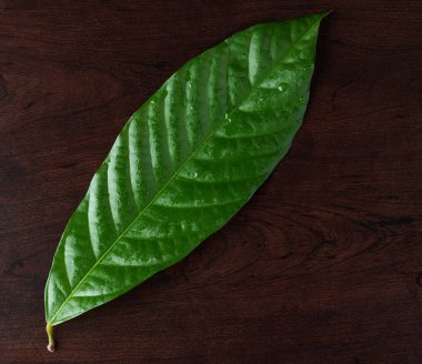 Bir yeşil kakao yaprağı