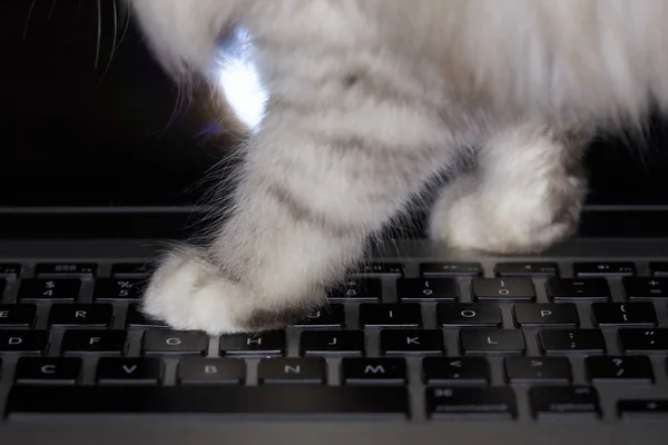 Cat walking on laptop  keyboard