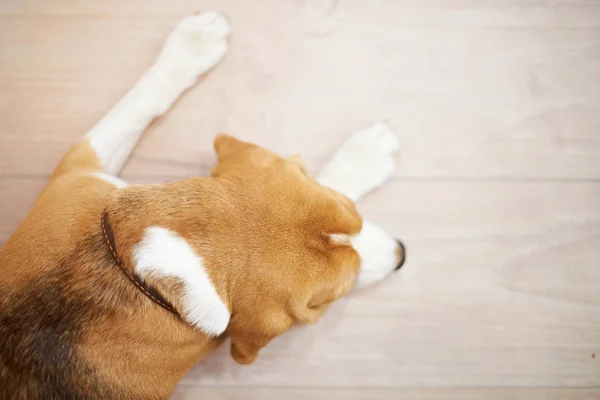 Hund som sover på gulvet – stockfoto