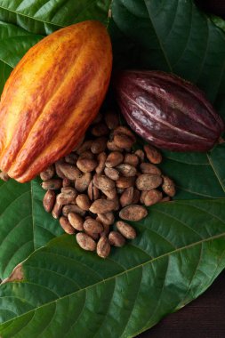 Çikolata kuru fasulye