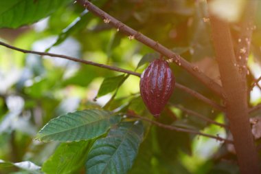 Kakao bitki ağaç hazır pod ile