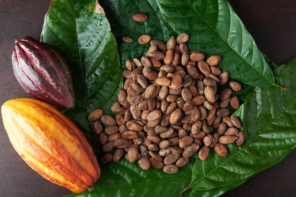 Planta de cacao fresco — Foto de Stock