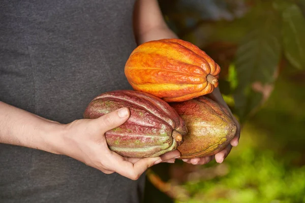 Плоды растений какао — стоковое фото