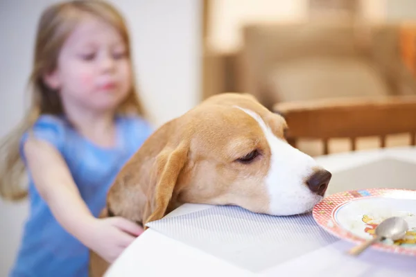 Beagle dog try eat from table — Stock Photo, Image