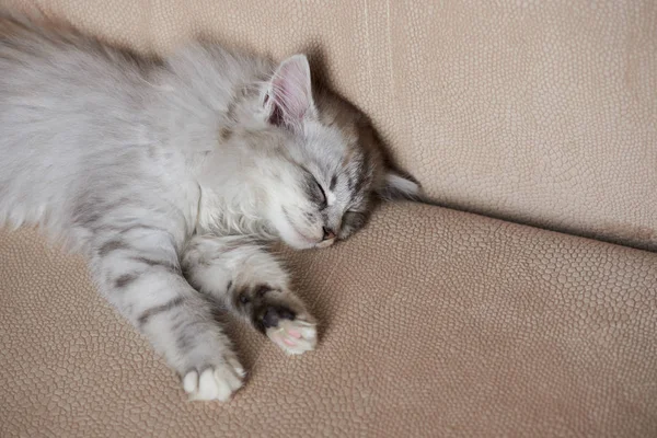 Мила спляча маленька кішка — стокове фото