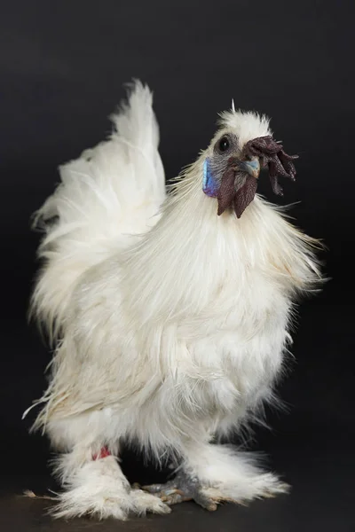 Funny white rooster