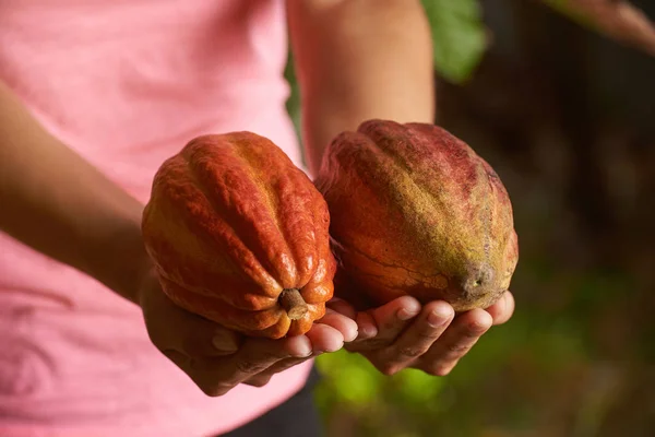 Cápsula de frutas de chocolate cru — Fotografia de Stock