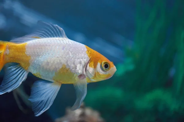 Egy arany halakra — Stock Fotó