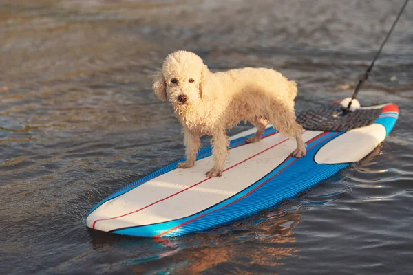 Um cão poodle fazendo surf — Fotografia de Stock