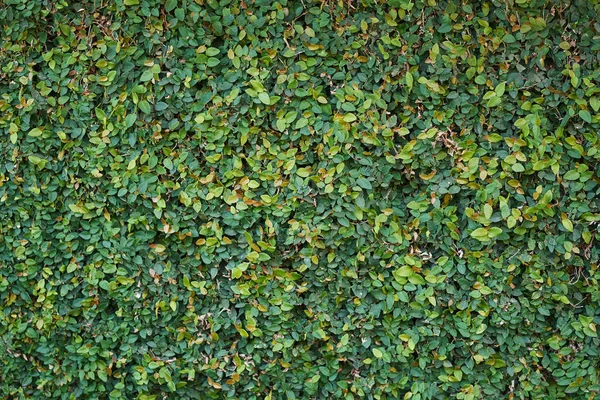 Шаблон зеленых листьев растений — стоковое фото
