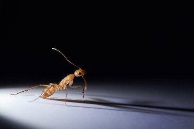 Bir kahverengi karınca