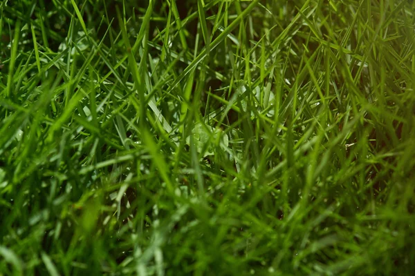 Tema de hierba verde —  Fotos de Stock