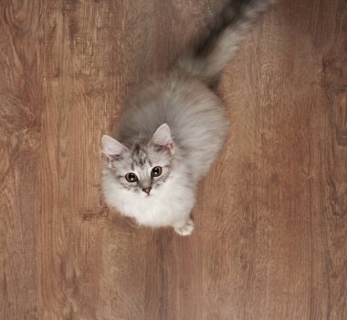 Ahşap katta oturan bir gri kedicik