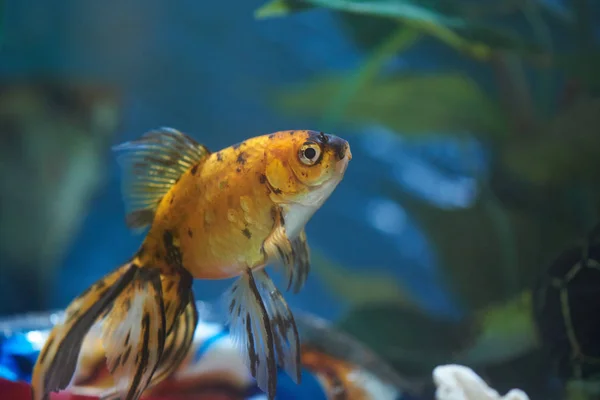 One real gold fish — Stock Photo, Image