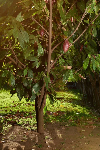 Cacao tree in plantation garden