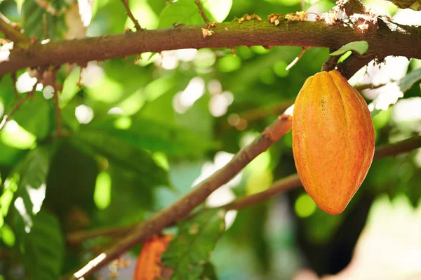 Una vaina de cacao de color naranja —  Fotos de Stock