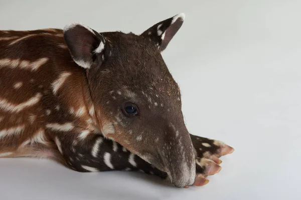 Sad baby tapir animal