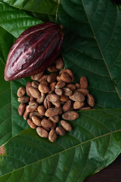 Vaina de cacao con semillas secas — Foto de Stock