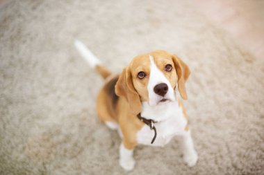 Halı üzerinde oturan beagle köpek