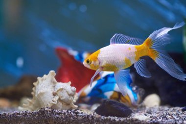Bir renkli balık evcil hayvan