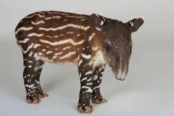 Bruin tapir met strepen — Stockfoto
