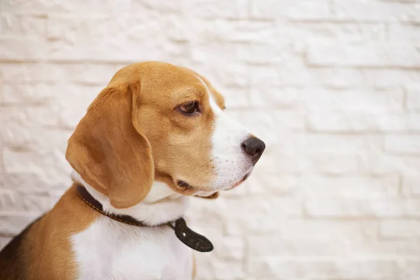 Perfil retrato de perro beagle — Foto de Stock