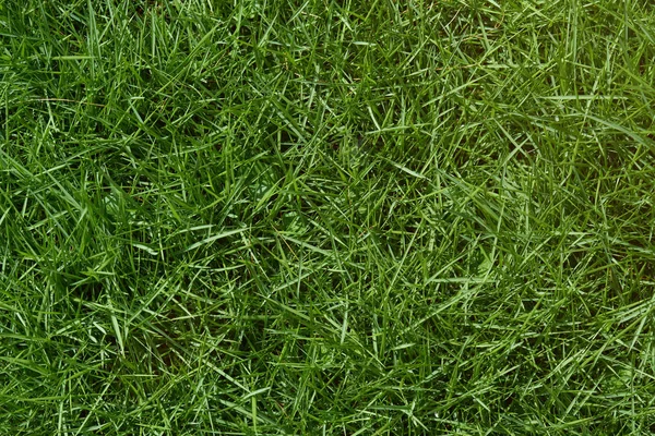 Struktur av grönt gräs — Stockfoto