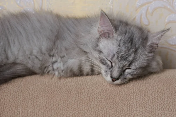Dulce durmiendo pequeño gato —  Fotos de Stock