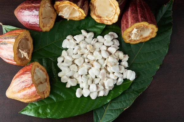 Conjunto de frutas de plantas de cacao — Foto de Stock