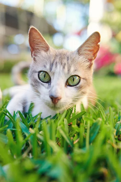 Närbild porträtt av katt — Stockfoto
