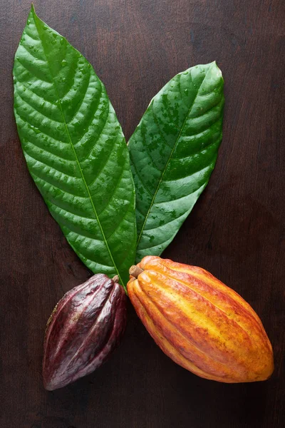 Cápsulas y hojas de cacao — Foto de Stock