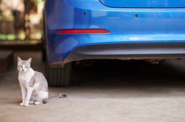 Bir kedi araba yanında oturmak