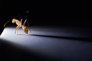 Karınca çıkış için arıyorsunuz